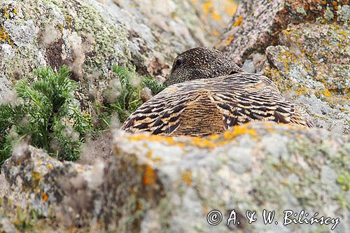 Edredon, samica, Common Eider, female Somateria mollissima, fot A&W Bilińscy, bank zdjęć przyrodniczych i podróżniczych