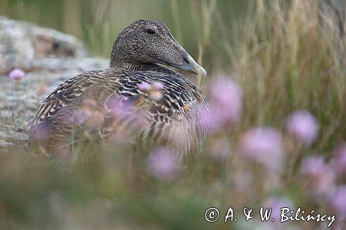 Edredon, samica, Common Eider, female Somateria mollissima, fot A&W Bilińscy bank zdjęć