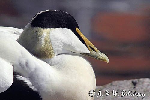 Edredon, samiec, Common Eider, male Somateria mollissima, fot A&W Bilińscy