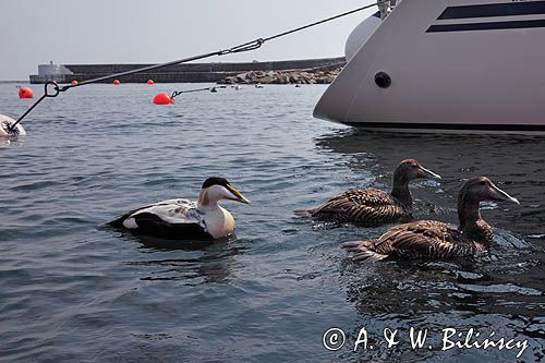 Edredony, Somateria mollissima, samiec i samice