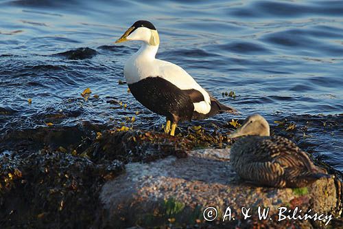 Edredony,  Common Eider,  Somateria mollissima, fot A&W Bilińscy, bank zdjęć