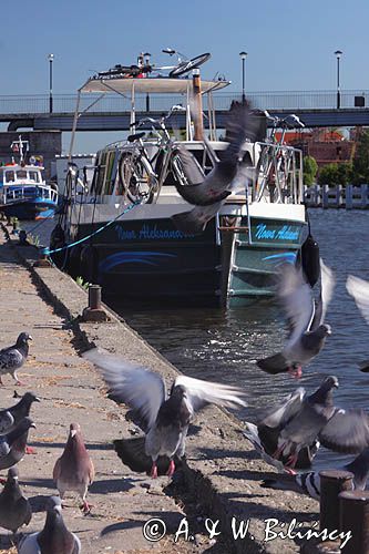 Elbląg, rzeka Elbląg, house boat żeglugi wiślanej przy nabrzeżu miejskim