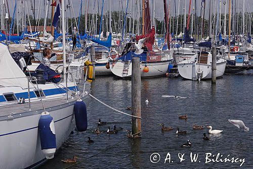 karmienie kaczek i mew w marinie w Enkhuizen, Holandia