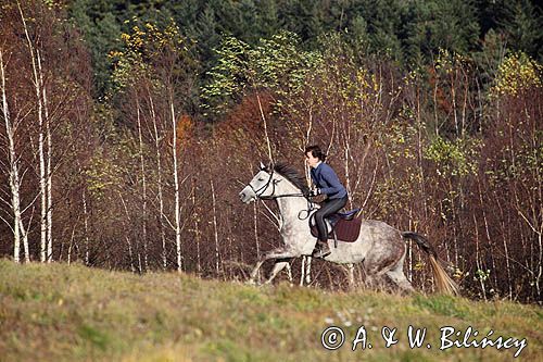 jazda konna, klacz Eskordia, angloarab z domieszką krwi hanowerskiej