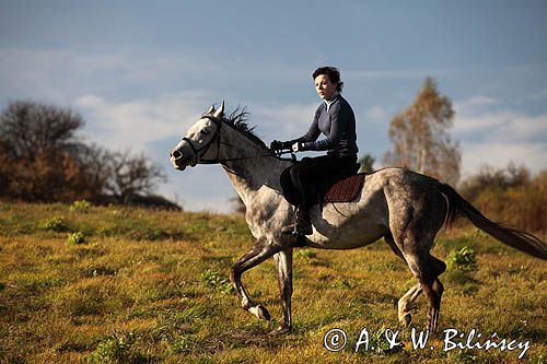 jazda konna, klacz Eskordia, angloarab z domieszką krwi hanowerskiej