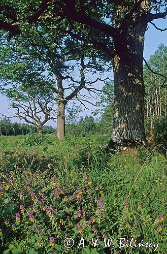 Dęby i Pszeniec Gajowy,Wyspa Saaremaa, Estonia