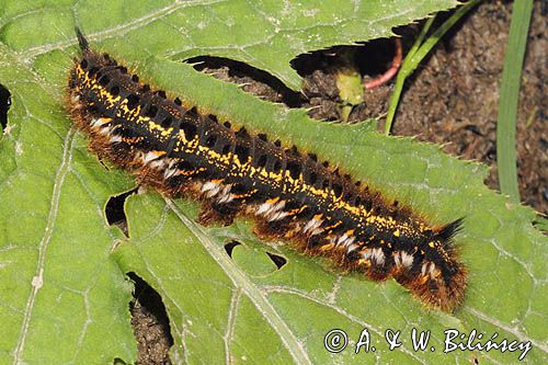 gąsienica, Barczatka napójka, napójka łąkówka, Euthrix potatoria, Bieszczady