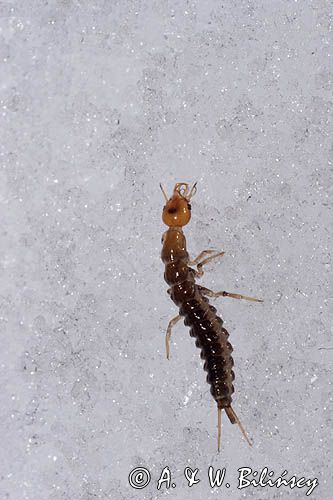 fauna naśnieżna, larwa