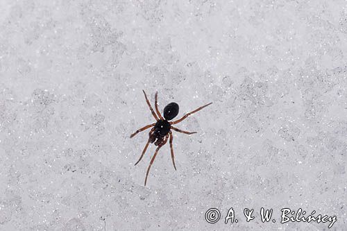 fauna naśnieżna, pająk Plądrownik osobliwy Walckenaeria acuminata
