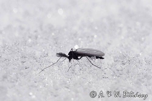 fauna naśnieżna Chironomidae ochotkowate, ochotka, samiec