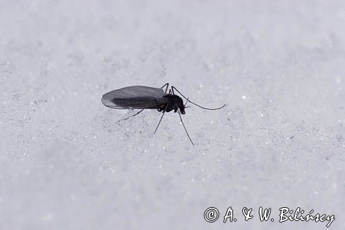 fauna naśnieżna Chironomidae ochotkowate, ochotka, samica