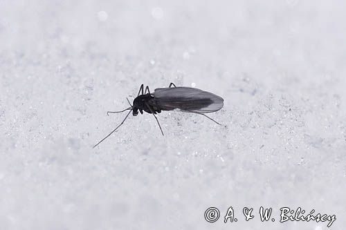 fauna naśnieżna Chironomidae ochotkowate, ochotka, samica