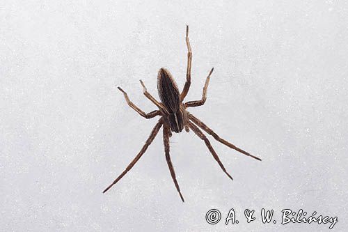fauna naśnieżna, pająk darownik przedziwny /pająk namiotnik/ Pisaura mirabilis