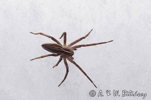 fauna naśnieżna, pająk darownik przedziwny /pająk namiotnik/ Pisaura mirabilis