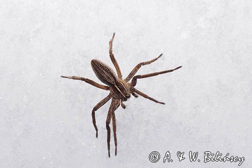 fauna naśnieżna, pająk darownik przedziwny /pająk namiotnik/ Pisaura mirabilis