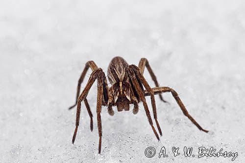 fauna naśnieżna, pająk darownik przedziwny /pająk namiotnik/ Pisaura mirabilis