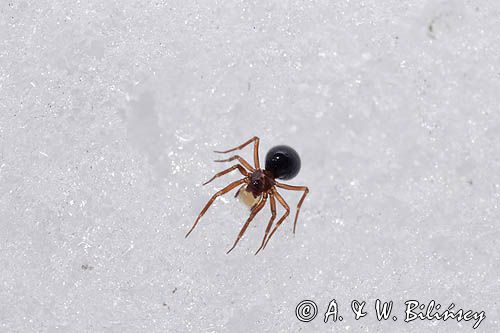 fauna naśnieżna, pająk Plądrownik osobliwy Walckenaeria acuminata samica