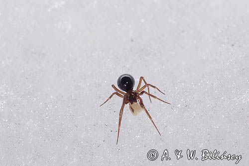 fauna naśnieżna, pająk Plądrownik osobliwy Walckenaeria acuminata samica