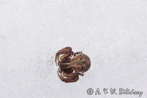 fauna naśnieżna, pająk bokochód Xysticus cristatus