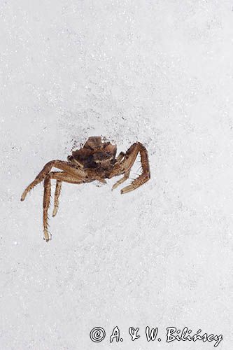 fauna naśnieżna, pająk bokochód Xysticus cristatus