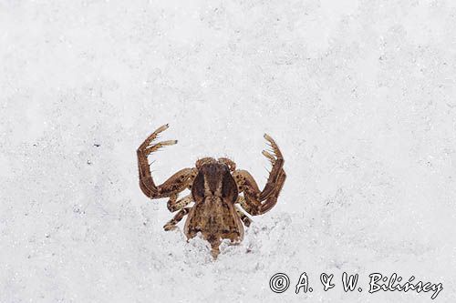 fauna naśnieżna, pająk bokochód Xysticus cristatus