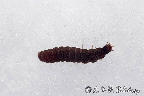 fauna naśnieżna, larwa larwy chrząszcza z rodziny omomiłków Cantharidae) , Cantharis fusca - omomiłek szary