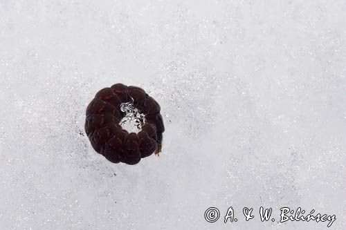 fauna naśnieżna, larwa larwy chrząszcza z rodziny omomiłków Cantharidae) , Cantharis fusca - omomiłek szary
