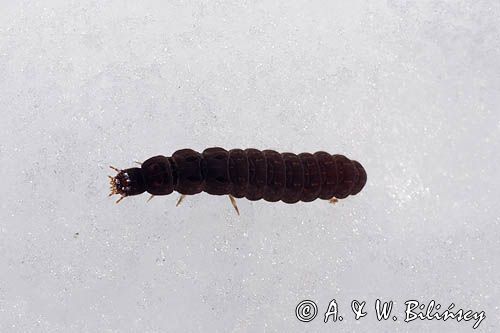 fauna naśnieżna, larwa larwy chrząszcza z rodziny omomiłków Cantharidae) , Cantharis fusca - omomiłek szary
