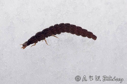 fauna naśnieżna, larwa larwy chrząszcza z rodziny omomiłków Cantharidae) , Cantharis fusca - omomiłek szary