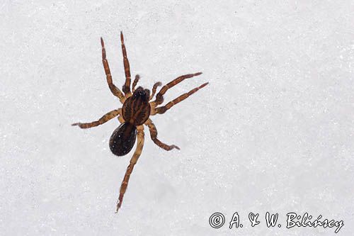 fauna naśnieżna, pająk krzeczek naziemnik Trochosa terricola