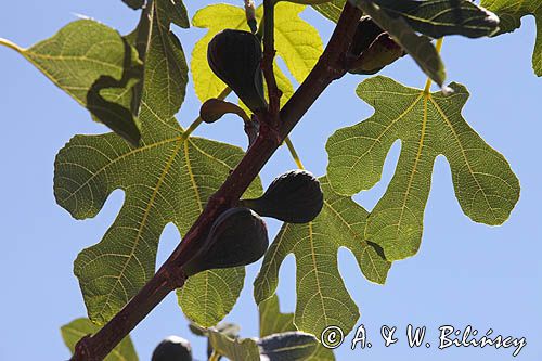 figi, figowiec pospolity, Ficus carica na wyspie Tuno, Kattegat