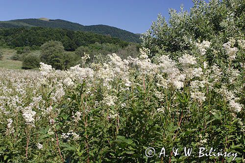 wiązówka błotna Filipendula ulmaria pod Tarnicą