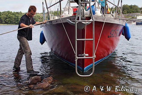 cumujący Safran, wyspa Bjorko, szkiery Turku, Finlandia Bjorko Island, Finland