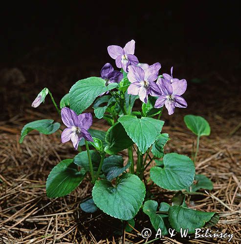 Fiołki leśne Viola silvestris