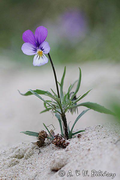 Fiołek trójbarwny, Viola tricolor