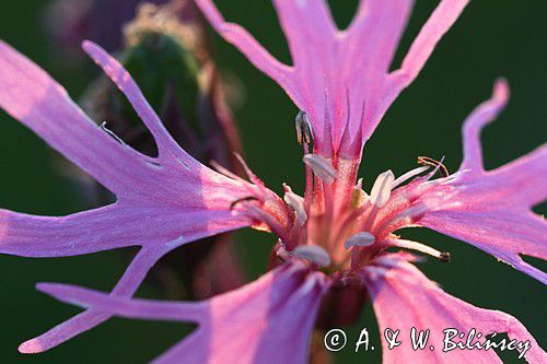 Firletka poszarpana, Lychnis flos-cuculi