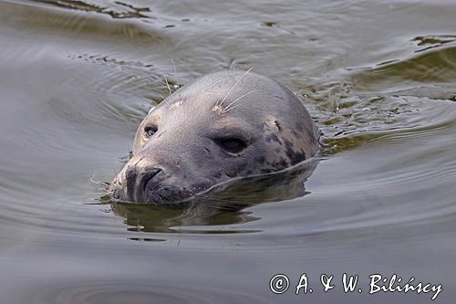 foka szara, Halichoerus grypus, grey seal, Baltic Sea