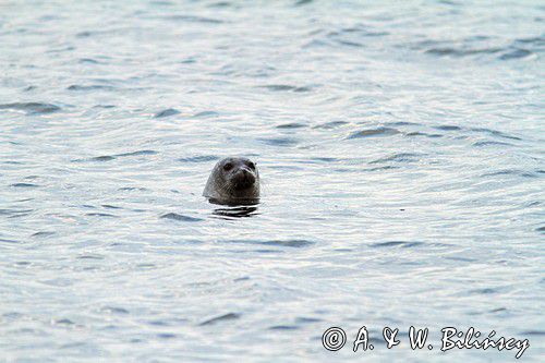 Foka pospolita, Phoca vitulina, Zachodnia Szwecja, Skagerrak, Bałtyk