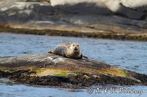 Foka pospolita, Phoca vitulina, Zachodnia Szwecja, Skagerrak, Bałtyk