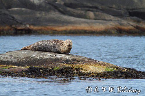 Foka pospolita, Phoca vitulina, Zachodnia Szwecja, Skagerrak, Bałtyk