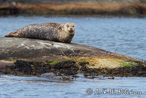 Foka pospolita, Phoca vitulina, Zachodnia Szwecja, Skagerrak, Bałtyk