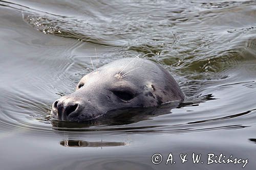 foka szara, Halichoerus grypus