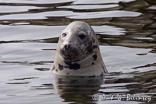 foka szara, Halichoerus grypus