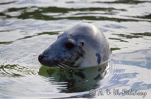 Foka szara Halichoerus grypus)