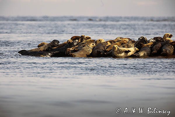 Szarytka morska, foka szara, Halichoerus grypus