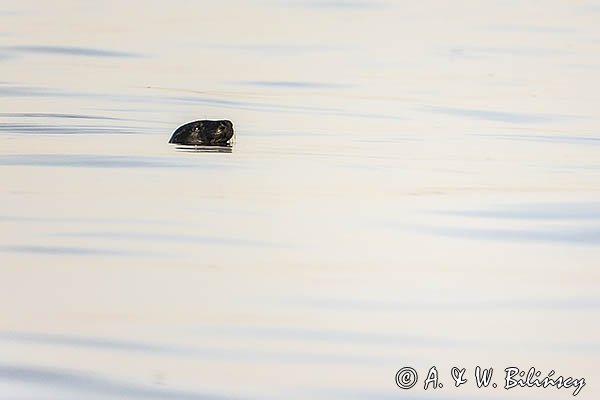 Szarytka morska, foka szara, Halichoerus grypus