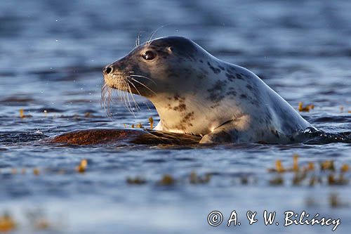 Foka szara, fot A&W Bilińscy Halichoerus grypus grey seal