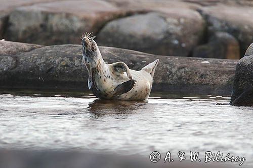 Foki w Bałtyku, Foka szara, Halichoerus grypus, szarytka morska