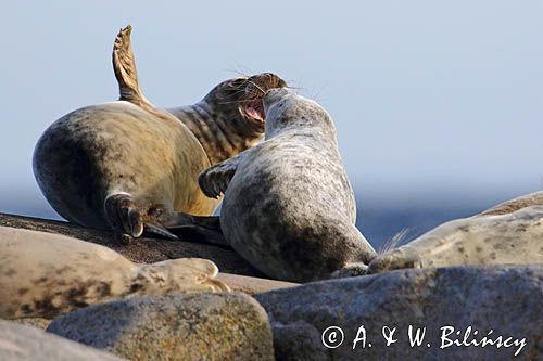 Foki szare, grey seals, Photo A&W Bilinscy bank zdjęć, fotografia przyrodnicza