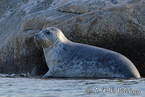 Szarytka morska, foka szara, grey seal fot AiW Bilińscy